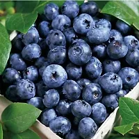 The Entacloo Grape Plant VGRare Hybrid Bush Blueberry Fruit Plant-thumb1