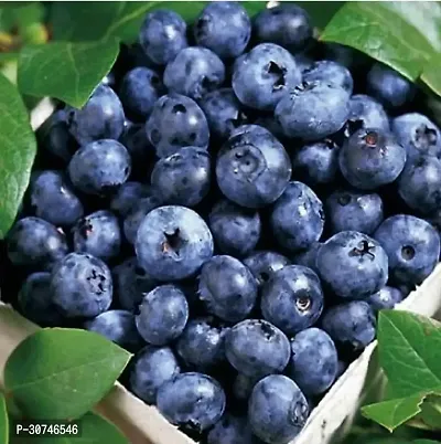 The Entacloo Grape Plant VGRare Hybrid Bush Blueberry Fruit Plant-thumb2