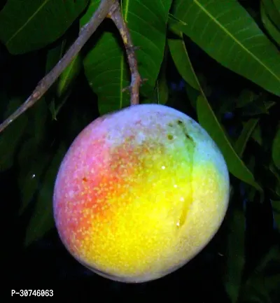 The Entacloo Mango Plant Rainbow Hybrid Mango PlantIG579-thumb0