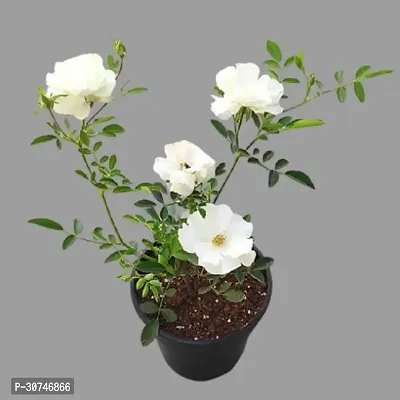 The Entacloo Rose Plant RSWHITE211-thumb0