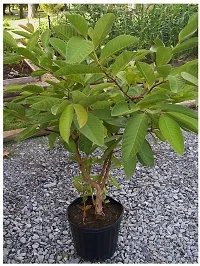 The Entacloo Guava Plant Live GuavaAmrood Fruit Healthy Plant With Pot-thumb1