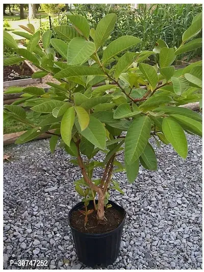 The Entacloo Guava Plant Live GuavaAmrood Fruit Healthy Plant With Pot-thumb2