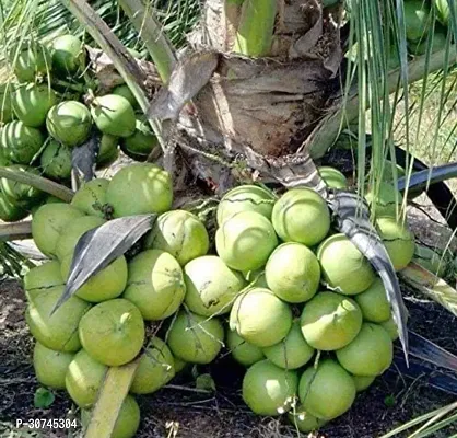 The Entacloo Coconut Plant Mekong Delta Vietnam Dwarf Live Plant Vietnam Coconut Tree Planthybrid (PACK OF 1)-thumb0