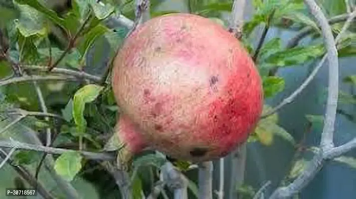 The Entacloo Pomegranate Plant POMEGRANATE1`-thumb0