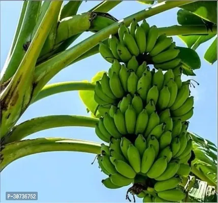 The Entacloo Banana Plant Live G9 KelaBananaPlant-thumb2