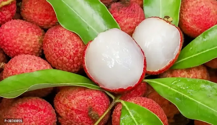 The Entacloo Litchi Plant Litchi Plants