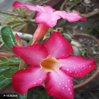 The Entacloo Adenium Plant (LV-414)-thumb2