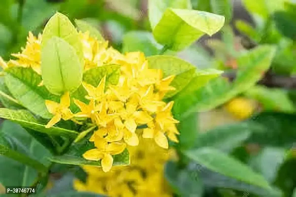 The Entacloo Ixora Plant IXORA PLANT NNHT-thumb0