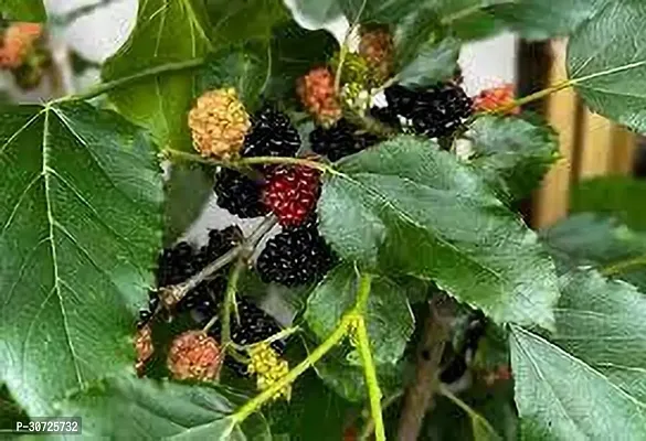 The Entacloo Berry Plant MULBERRY PLANT FG-thumb2