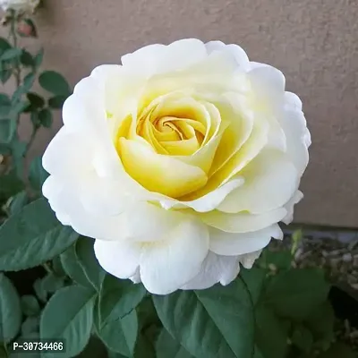 The Entacloo Rose Plant Cream Rose