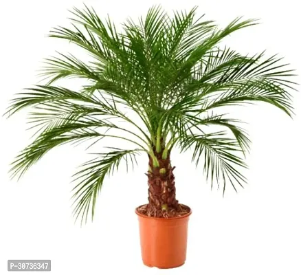 The Entacloo Phoneix Palm Plant phoenix 00100-thumb0