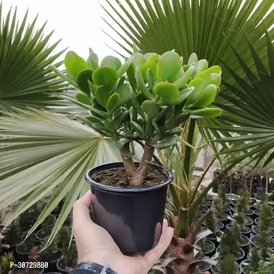 The Entacloo Crasulla Ovata Plant Crassula Plant with Black Pot-thumb0