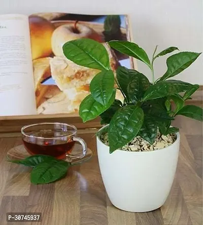 The Entacloo Tea Plant LiveGreen Tea Plant for Indoor-thumb0