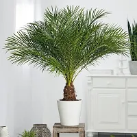 The Entacloo ZZ Plant Date plant13-thumb1