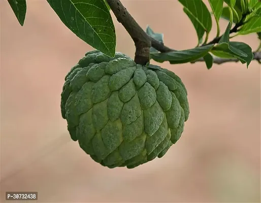 The Entacloo Custard Apple Plant Custard Apple Live Plant Disha-309063-thumb0