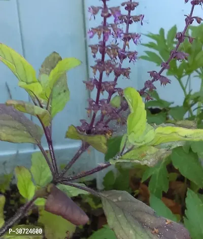 The Entacloo Tulsi Plant Shyama Tulsi Herb Plant-thumb2