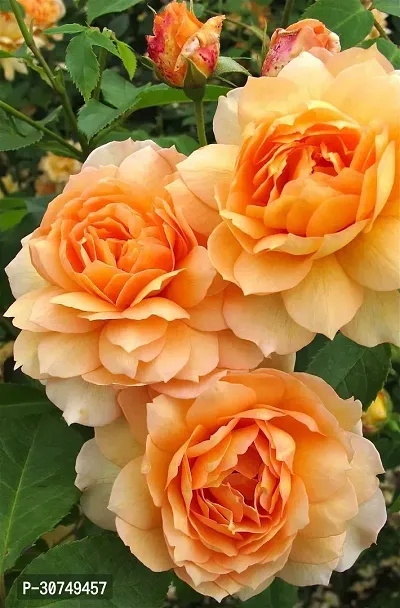 The Entacloo Rose Plant Light orange-thumb0