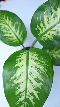 The Entacloo Dieffenbachia Plant Ultima Gardening Dieffenbechia Medium Ornamental Indoor Plant-thumb1