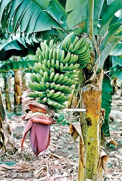 The Entacloo Banana Plant bananasinghapuri-thumb0