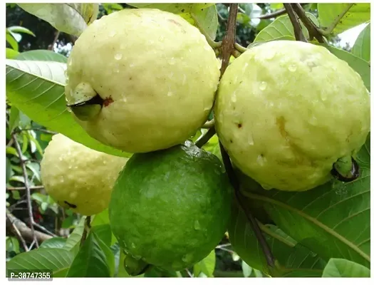 The Entacloo Guava Plant Honey GuavaAmrood Fruit Plant-thumb0