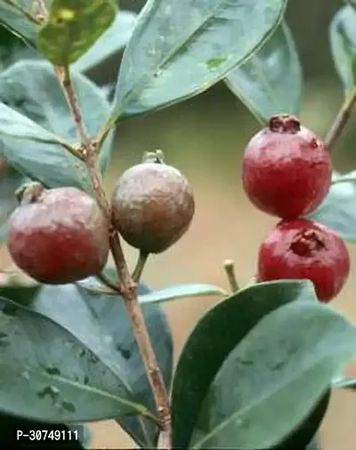 The Entacloo Guava Plant Rear Red Guava Sweet live healthy plant (pack of 1)-thumb0