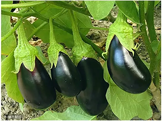 The Entacloo ZZ Plant Gardens Live Brinjal - Baingan Vegetable 1 Healthy Live Plant With Plastic Bag-thumb0