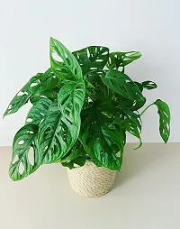 The Entacloo Philodendron Plant Felodendron Broken Hurt-thumb2