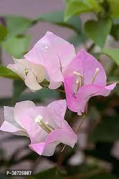 The Entacloo Bougainvillea Plant bk01