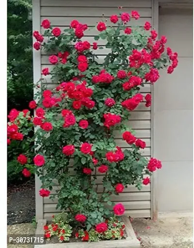 The Entacloo Rose Plant ASD-PLS-1201-thumb0