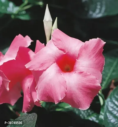 The Entacloo Mandevilla Plant Pink Mandevila Plant-thumb0