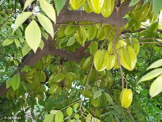 The Entacloo Star Fruit Carambola Grafted Plant Live star fruit plant13-thumb2