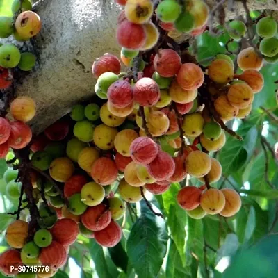 The Entacloo Ajwain Plant Red Israel Khurtmani Variety Fig Anjeer Fruit (Air layeredGrafted) Live PlantsTree(11.5 Ft Size)-thumb0