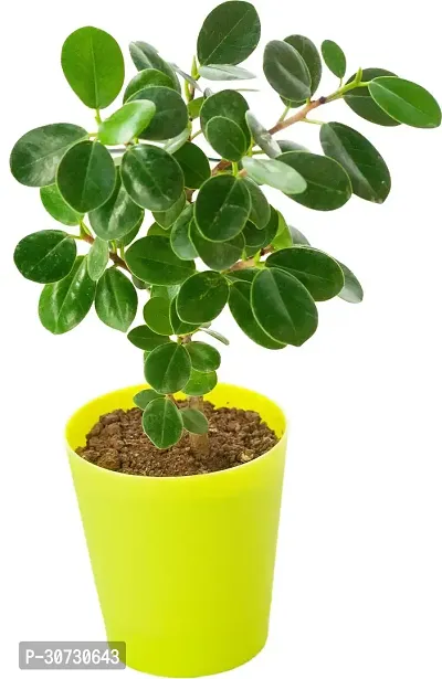 The Entacloo Ficus Plant Ficus Plant with Pot-thumb0