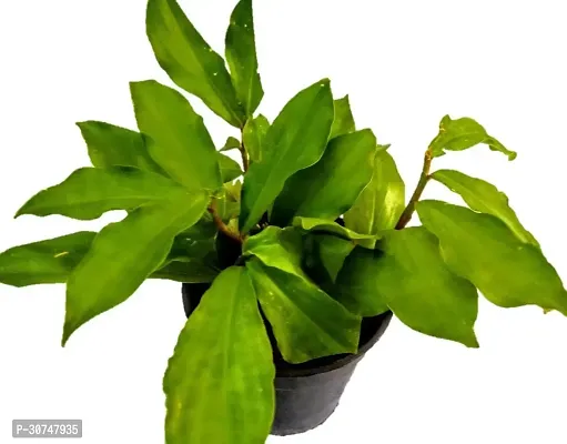 The Entacloo Insulin Plant Insulin Plant Dibetic Costus Igneus Rare Specimen live plant-thumb0