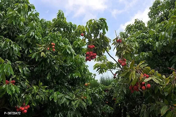 The Entacloo Litchi Plant Litchi 106-thumb0