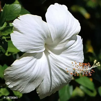 The Entacloo Hibiscus Plant Hybrid White hibiscus plant36-thumb3