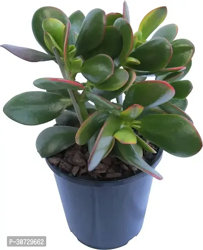 The Entacloo Jade Plant CrassulaPot-thumb0