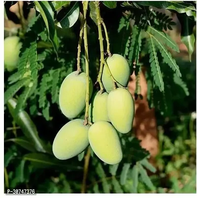 The Entacloo Mango Plant Daseri Mango Fruit Plant-thumb0