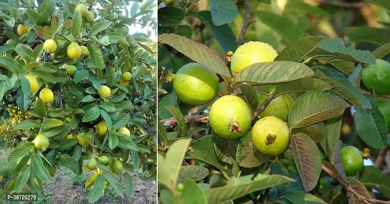 The Entacloo Guava Plant Hybrid Sweet Guava Plant-thumb0