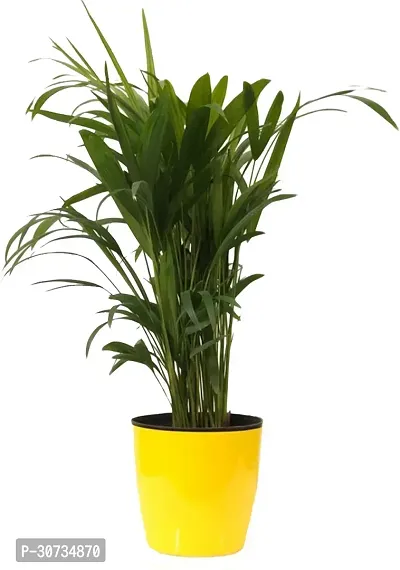 The Entacloo Areca Plam Golden cane palm Areca palm live indoor home plant with pot (pack of 1)-thumb0