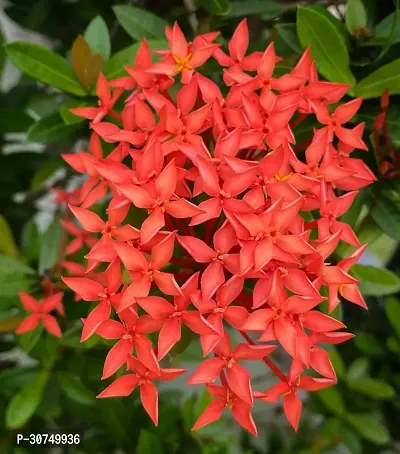 The Entacloo Trothic IxoraChethi Plant Trothic Ixora Chethi Red Plant Live Flower Disha2020318-thumb0