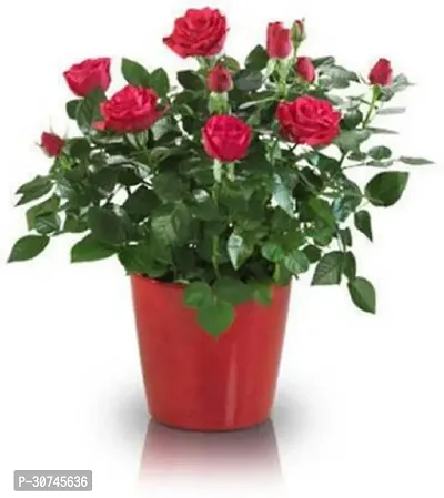 The Entacloo Rose Plant Beautiful Red Rose decorative Plant-thumb0