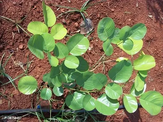 The Entacloo Red Sandalwood Plant Red Sandalwood (Lal Chandan or Raktachandan)-thumb2