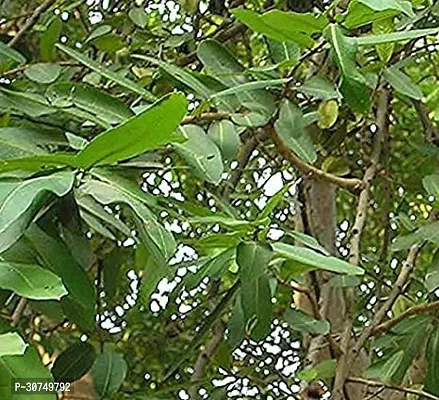 The Entacloo Tamarind Plant arjuna58-thumb0