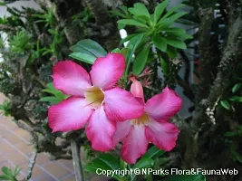 The Entacloo Adenium Plant ADENIUM PLANT JJGG00-thumb2