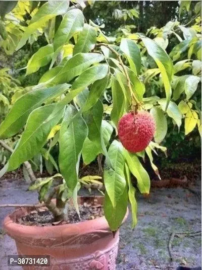 The Entacloo Litchi Plant Hybrid LitchiLychee Fruit Live Plant-thumb0