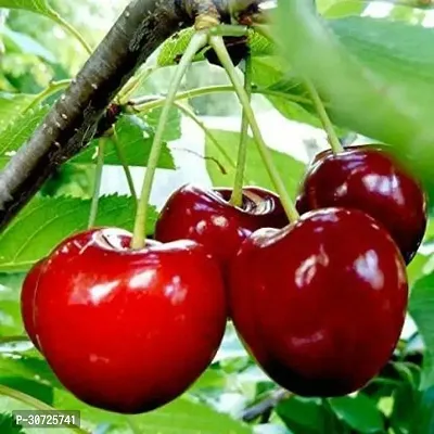 The Entacloo Cherry Fruit Plant Cherry Fruit Plant