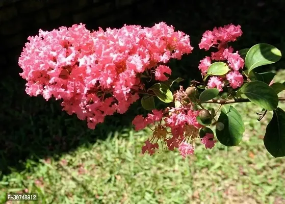 The Entacloo Jasmine Plant Jasmine plantfurush plant ( pink )-thumb0