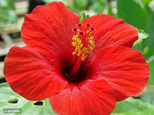 The Entacloo Hibiscus Plant Red hibiscus plant-thumb0