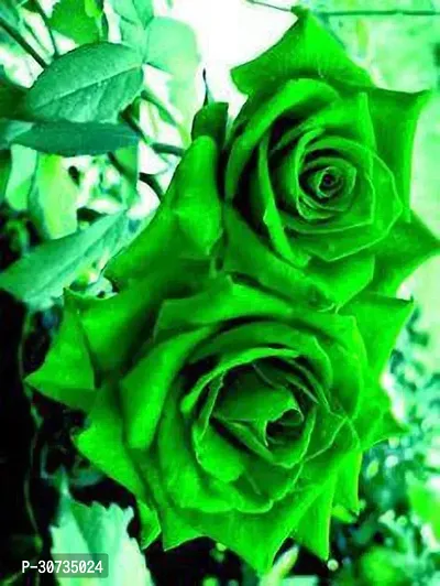 The Entacloo Rose Plant Green Rose Plant 01.-thumb2